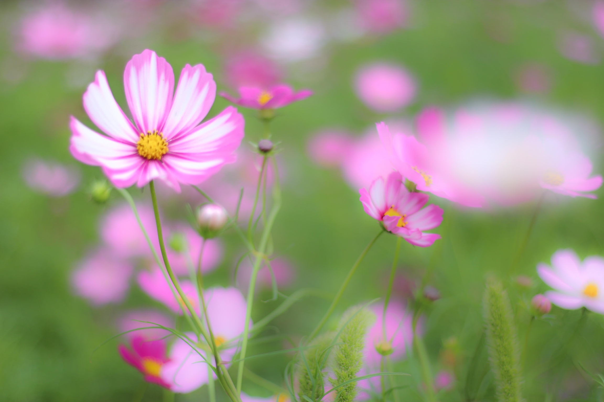 中級編 カメラ女子向けお花の撮り方 ふんわりやわらかフォト を撮ろう キーワードは 背景ボケ 前ボケ カメラ女子必見 お花の撮り方