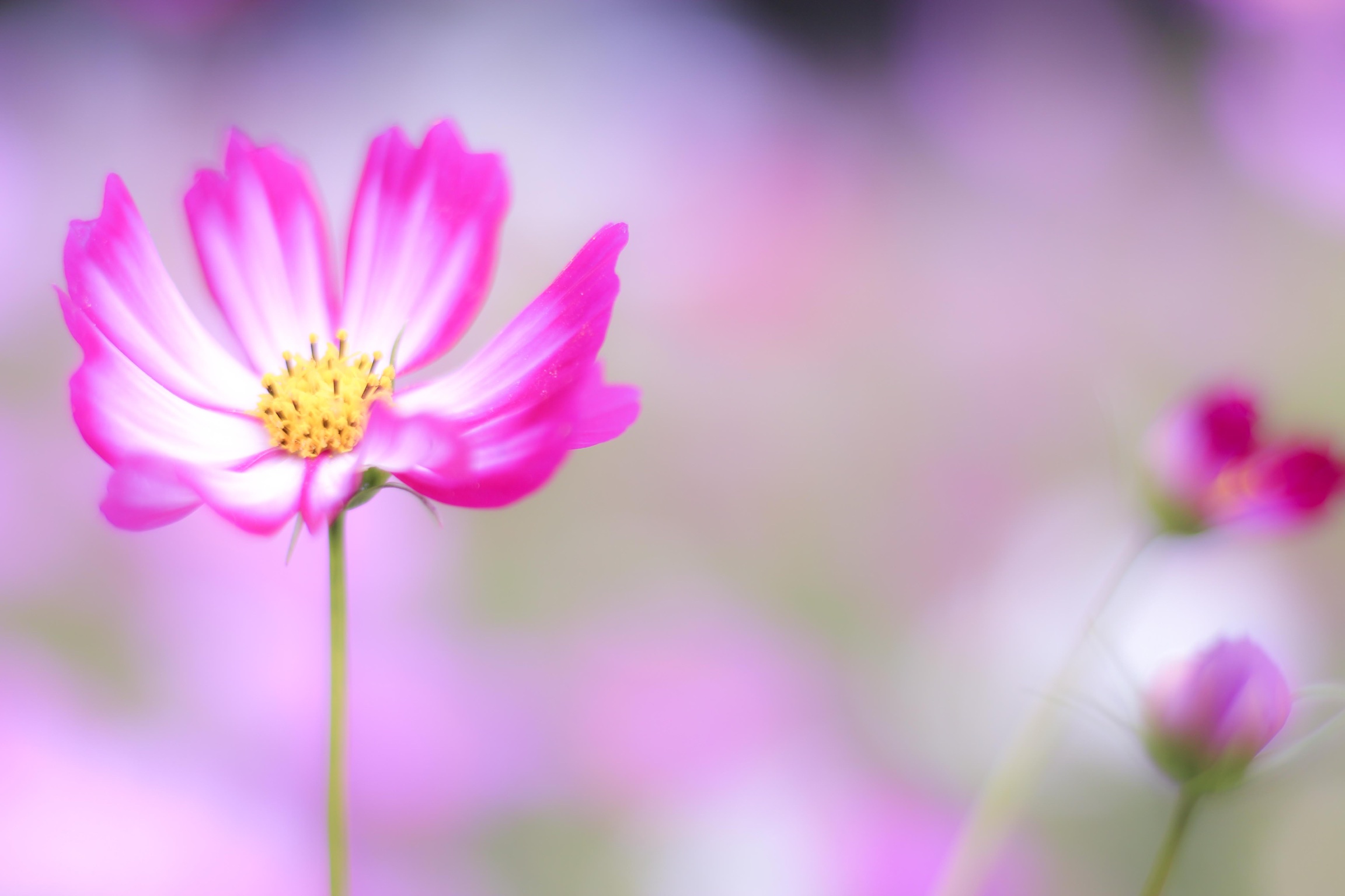 コスモスの撮り方 たった3つのポイントでふんわりやわらかコスモスに変身 カメラ女子必見 お花の撮り方