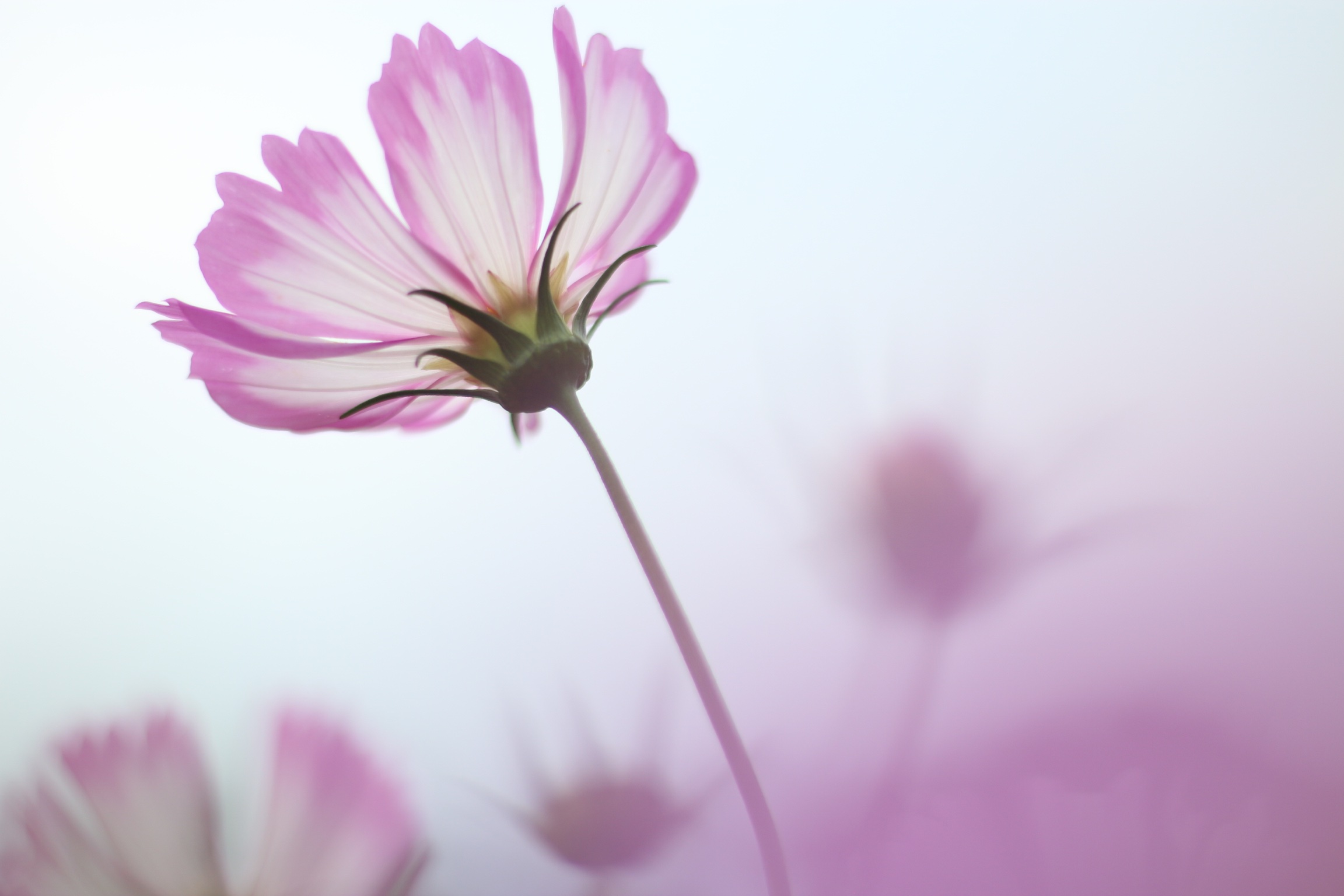 コスモスの撮り方 たった3つのポイントでふんわりやわらかコスモスに変身 カメラ女子必見 お花の撮り方