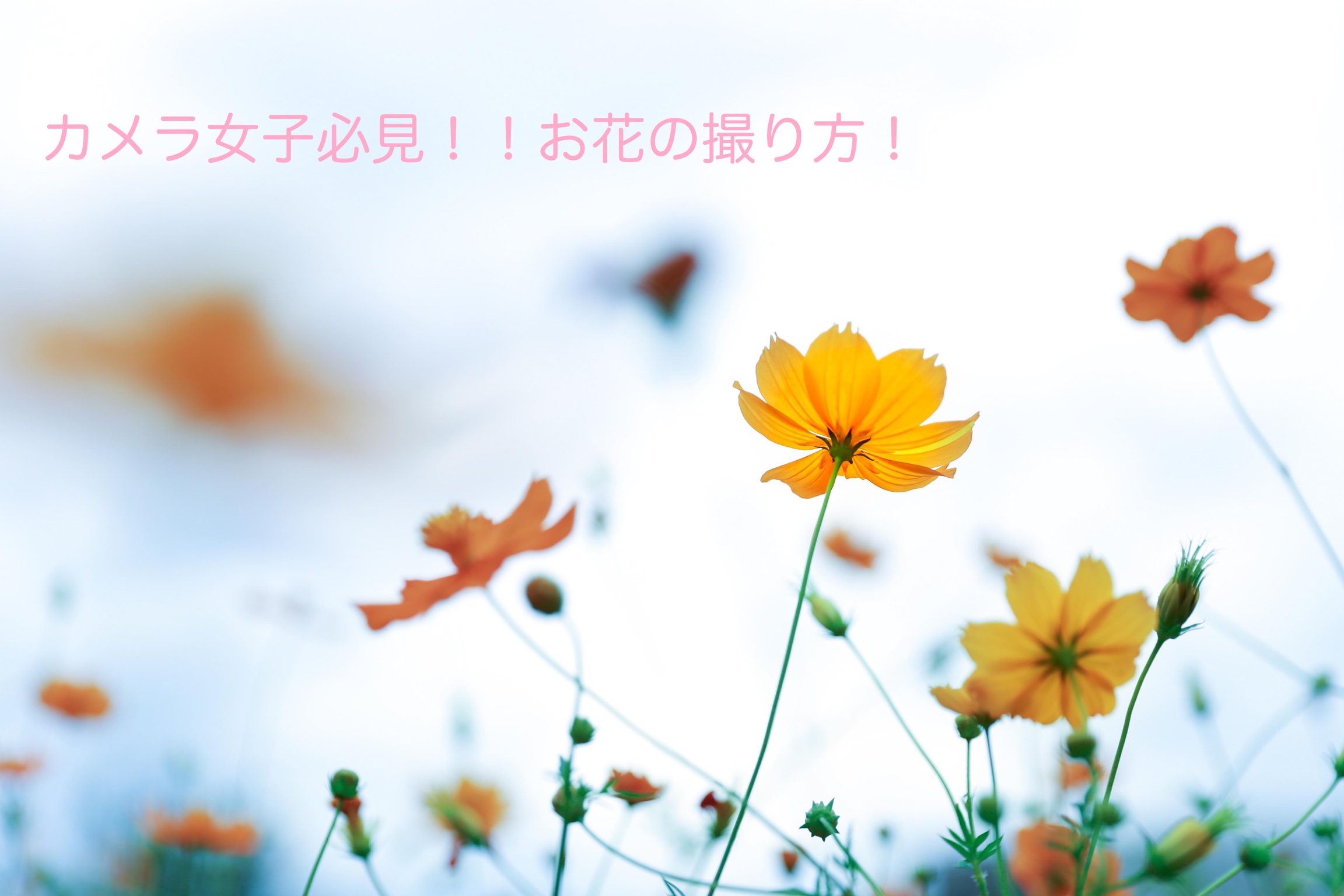 初級編 曇りの日は思いきってisoを上げてみよう 実は相性バツグン 曇天 お花撮影 カメラ女子必見 お花の撮り方