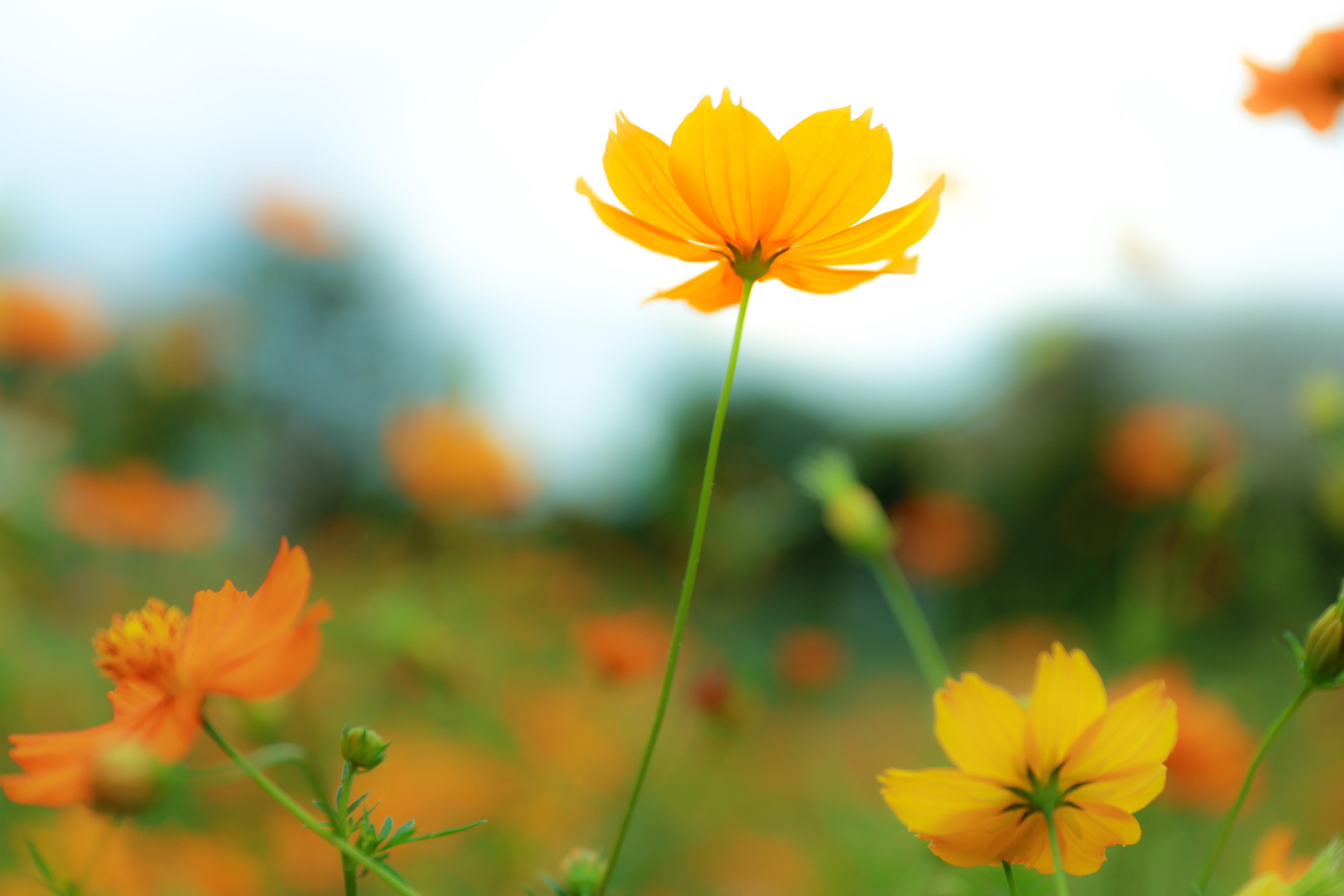 初級編 カメラ女子 デジカメ初心者必見 お花の撮り方 カメラ女子必見 お花の撮り方