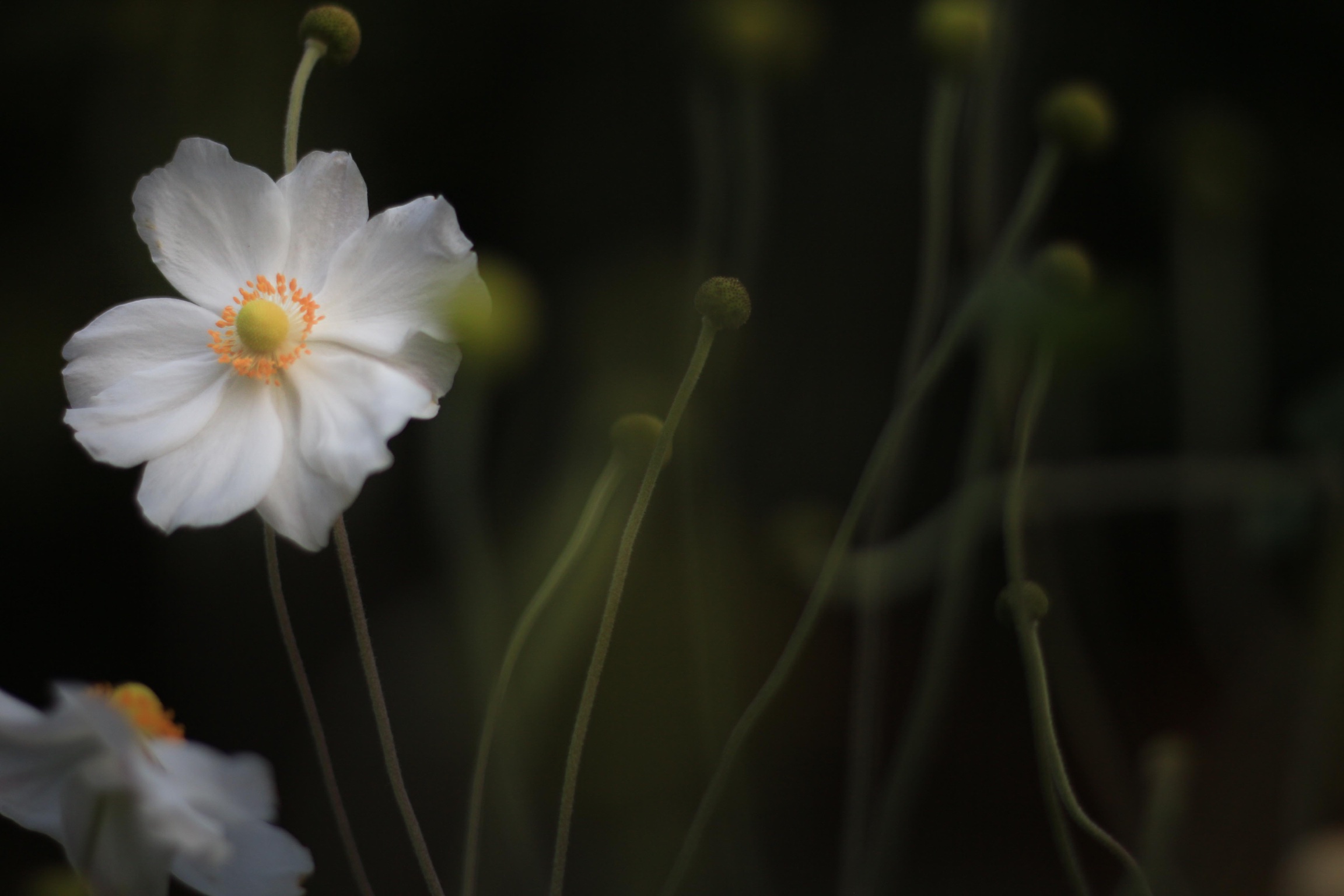 初級編 黒バック で誰もが目を止めるお花の写真を撮ろう カメラ女子必見 お花の撮り方