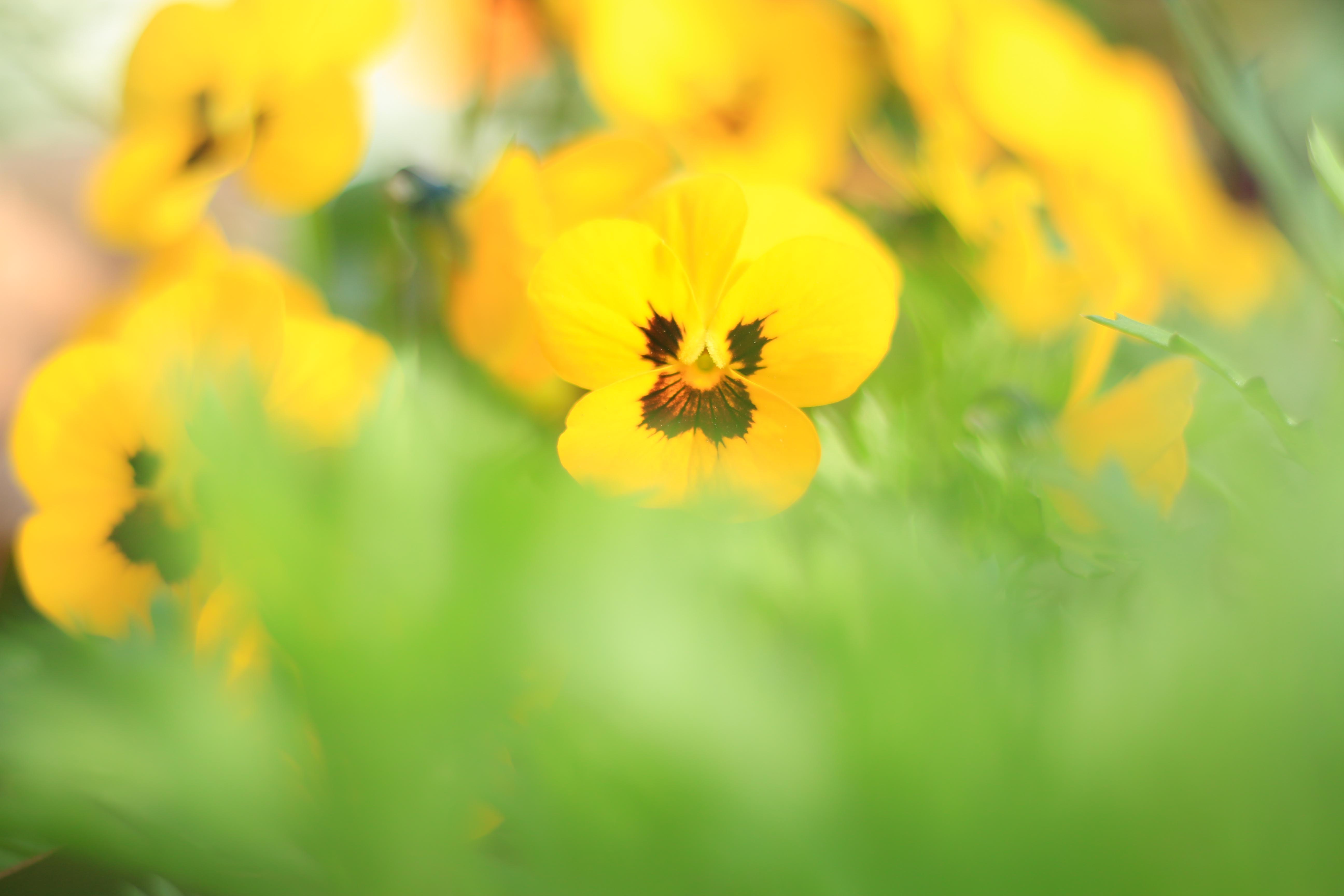 中級編 脱初心者 前ボケ を作るだけで一気に上級者っぽい写真に早変わり 実は簡単 前ボケ写真 の撮り方 実例付きで分かりやすく解説してます カメラ女子必見 お花の撮り方