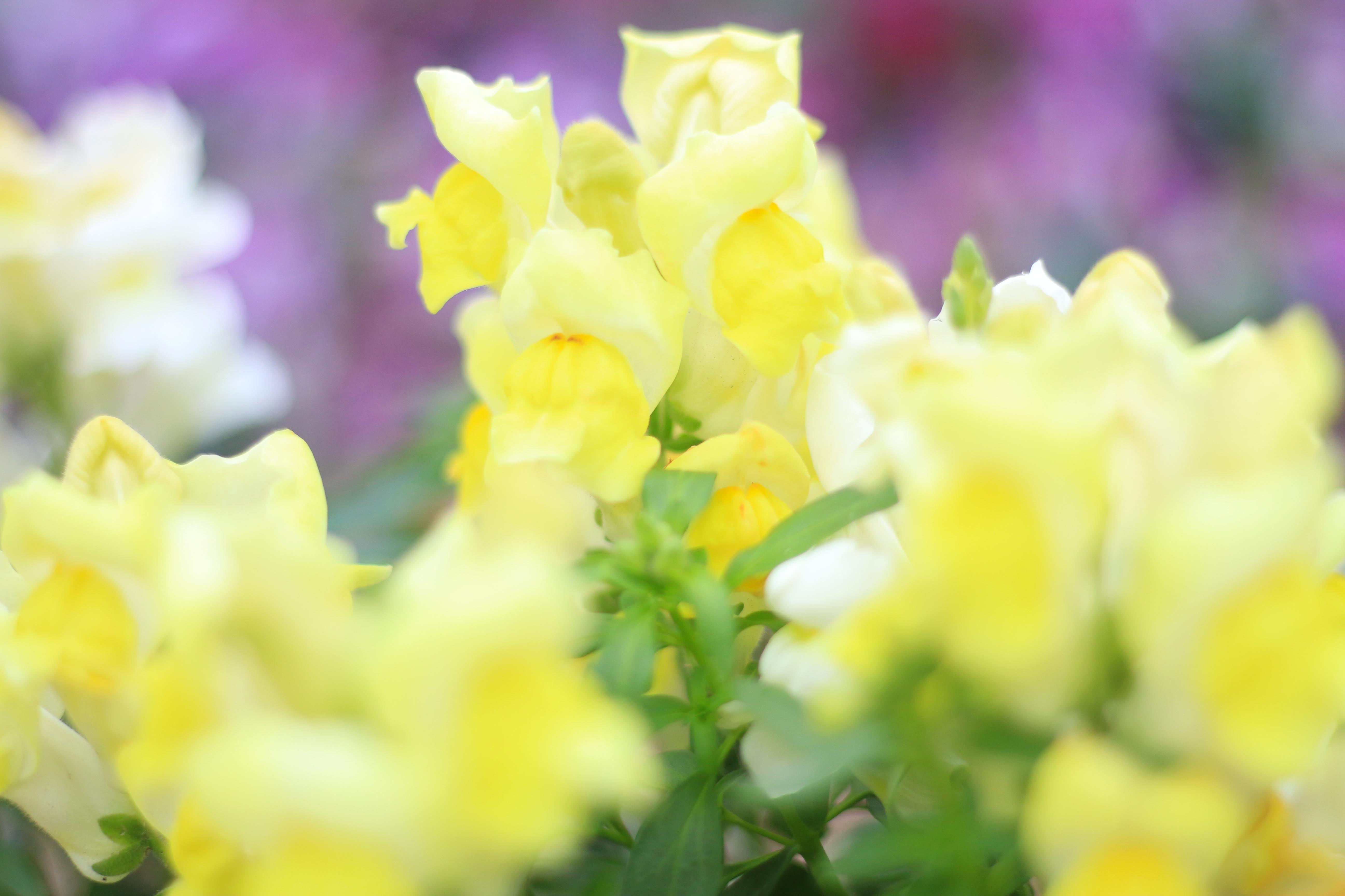 初級編 曇りの日は思いきってisoを上げてみよう 実は相性バツグン 曇天 お花撮影 カメラ女子必見 お花の撮り方