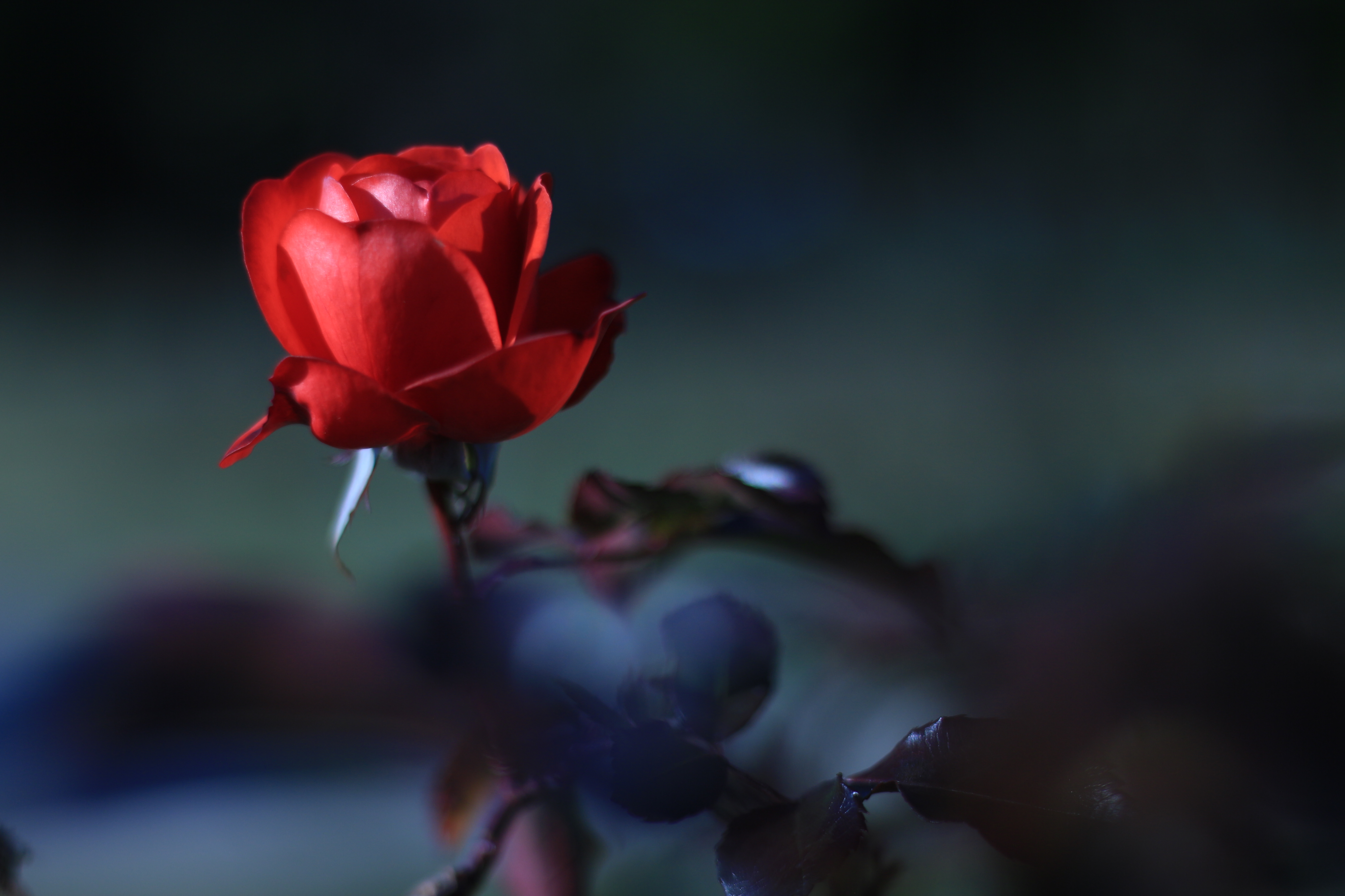 初級編 情熱的な真っ赤な薔薇 赤いお花はこう撮ろう サンプル画像枚以上 カメラ女子必見 お花の撮り方