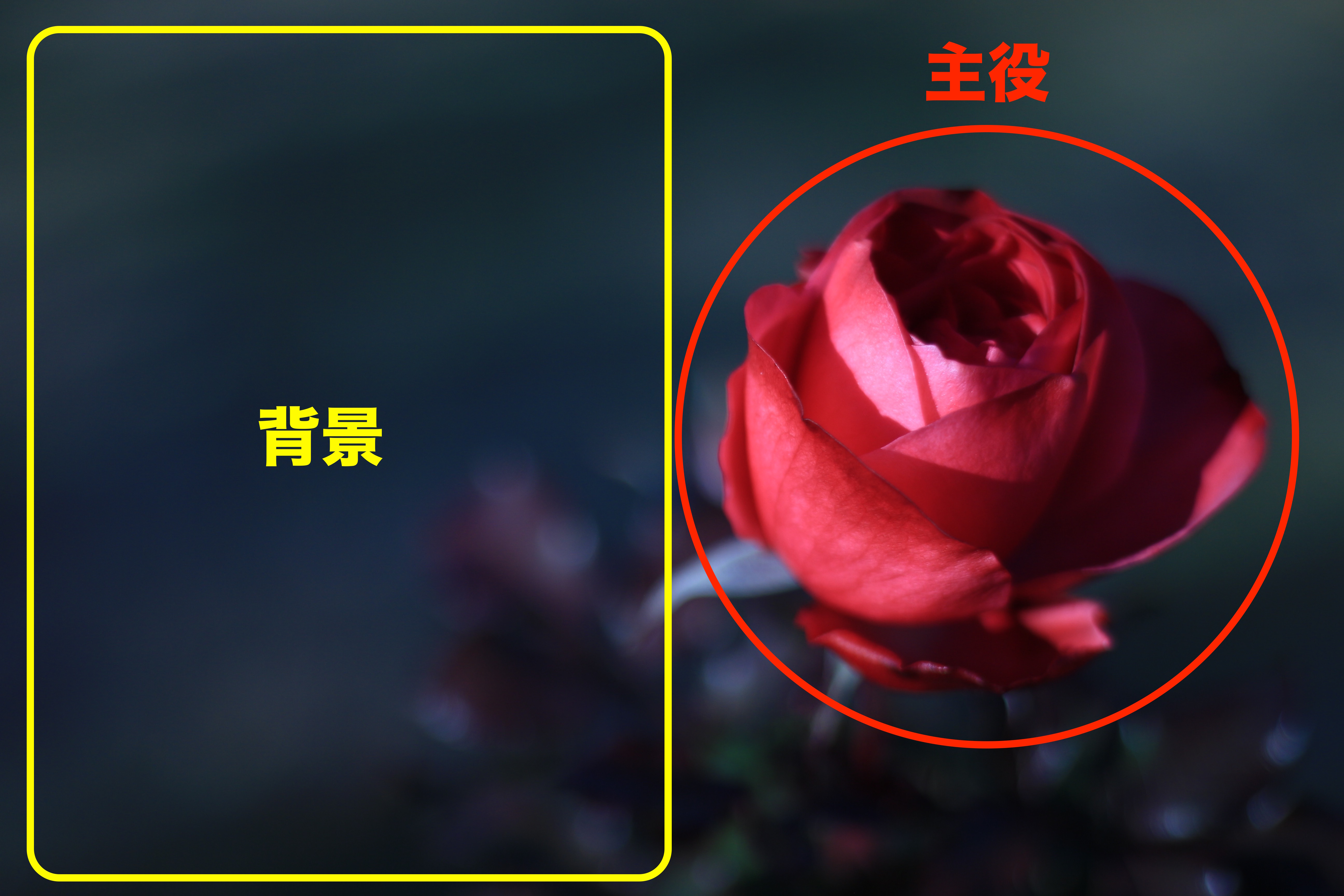 【初級編】情熱的な真っ赤な薔薇！赤いお花はこう撮ろう！サンプル画像20枚以上！