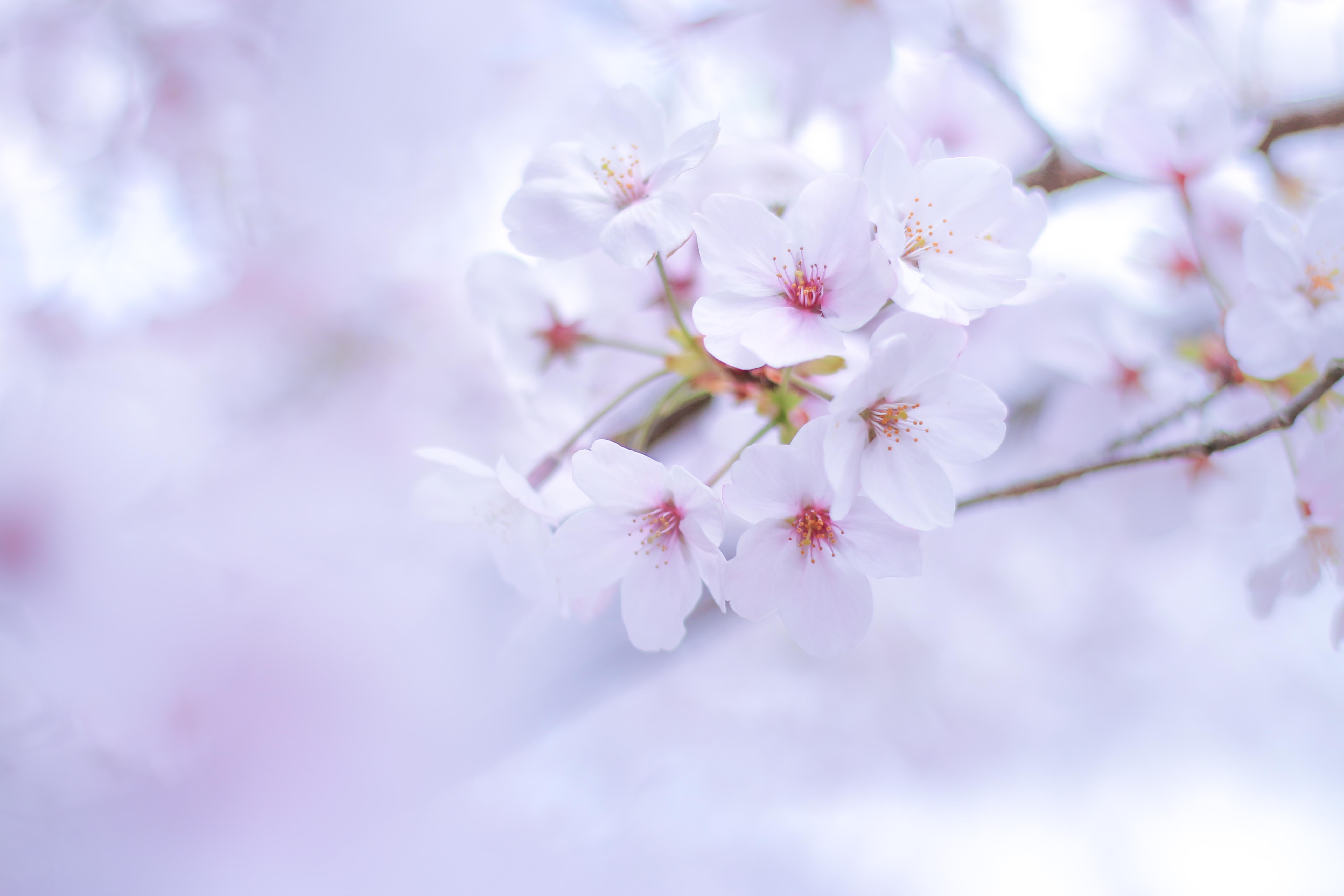 初級編 昼間編 スマホじゃ撮れない桜の撮り方 デジカメ持ってお花見に行こう ふんわりやわらかな桜から街中の風景に溶け込む桜まで カメラ女子必見 お花の撮り方