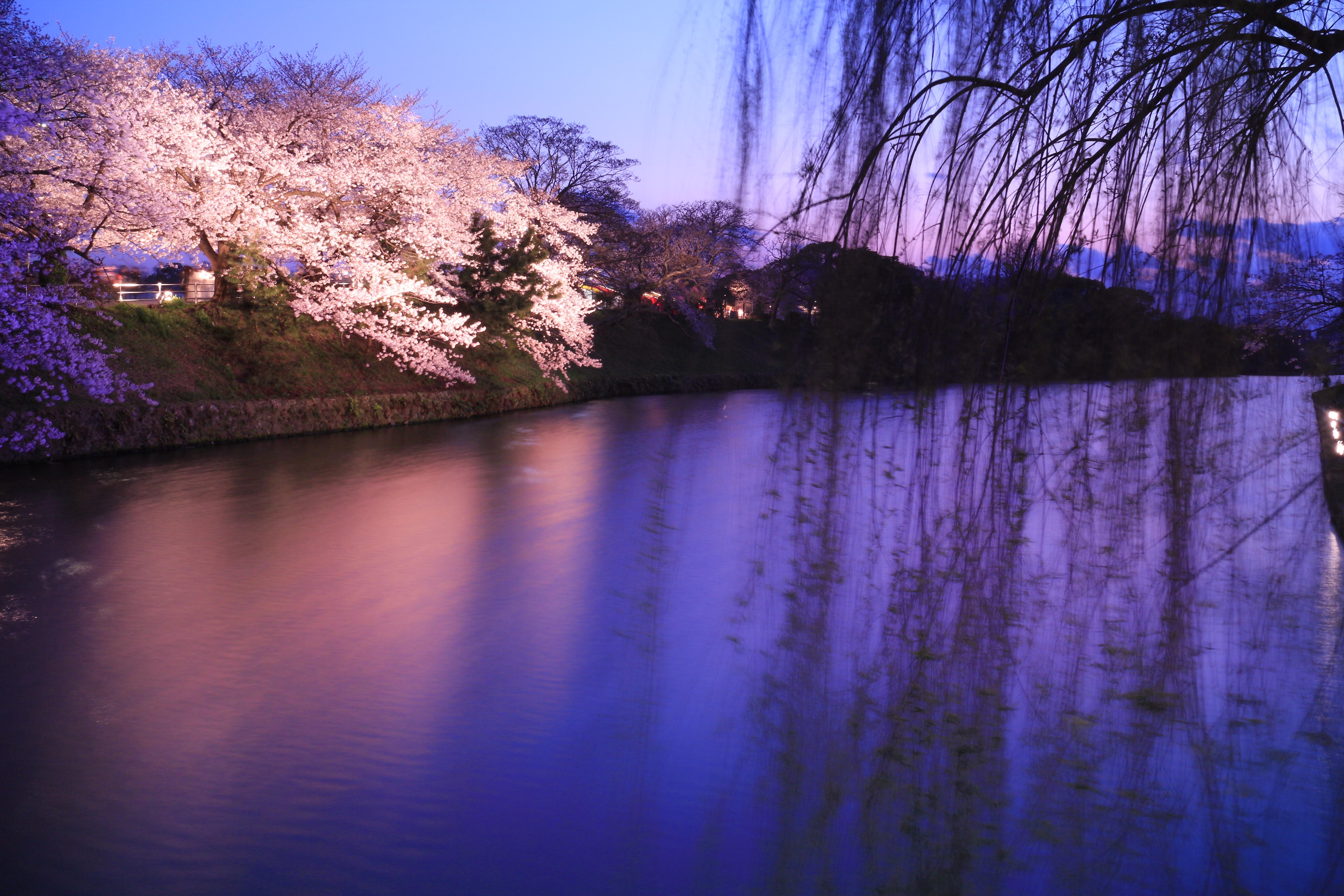 中級編 夜桜編 スマホじゃ撮れない桜の撮り方 Snsで目を惹くような幻想的な夜桜を撮りに行こう カメラ女子必見 お花の撮り方