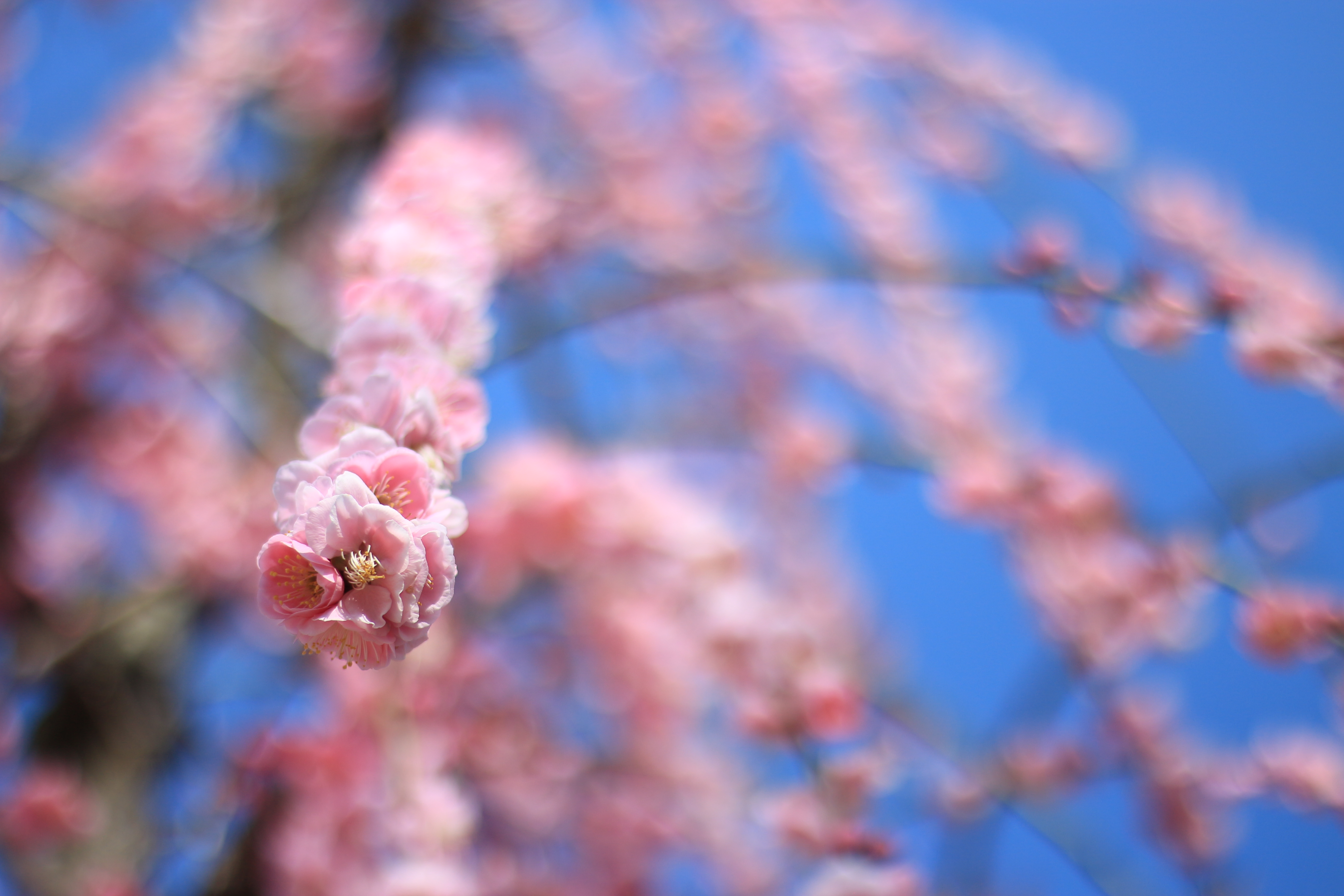 初級編 どうやったら空は青く撮れる 青空バックのお花の撮り方 テーマは 爽やか 元気溢れる写真 カメラ女子必見 お花の撮り方