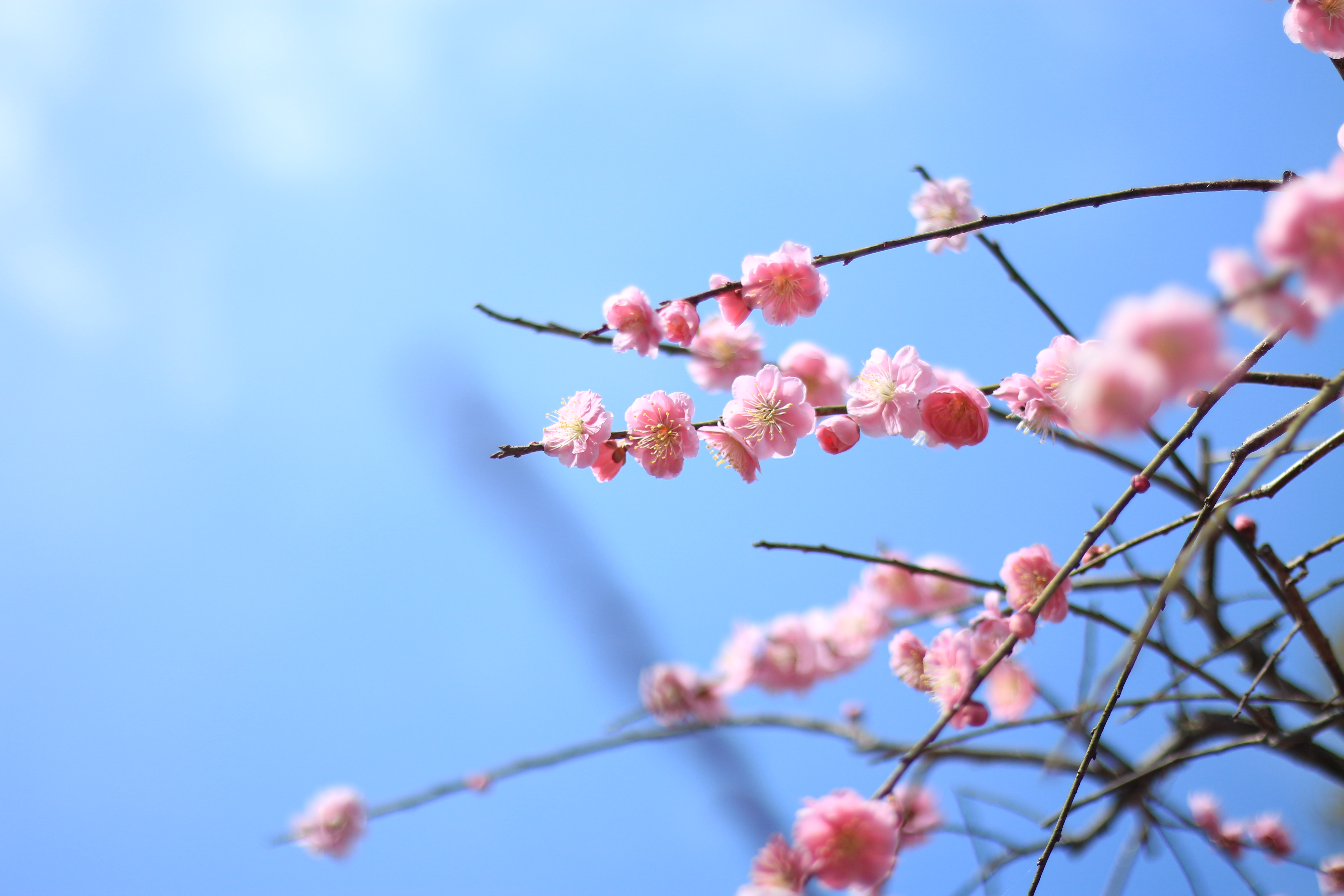 初級編 どうやったら空は青く撮れる 青空バックのお花の撮り方 テーマは 爽やか 元気溢れる写真 カメラ女子必見 お花の撮り方