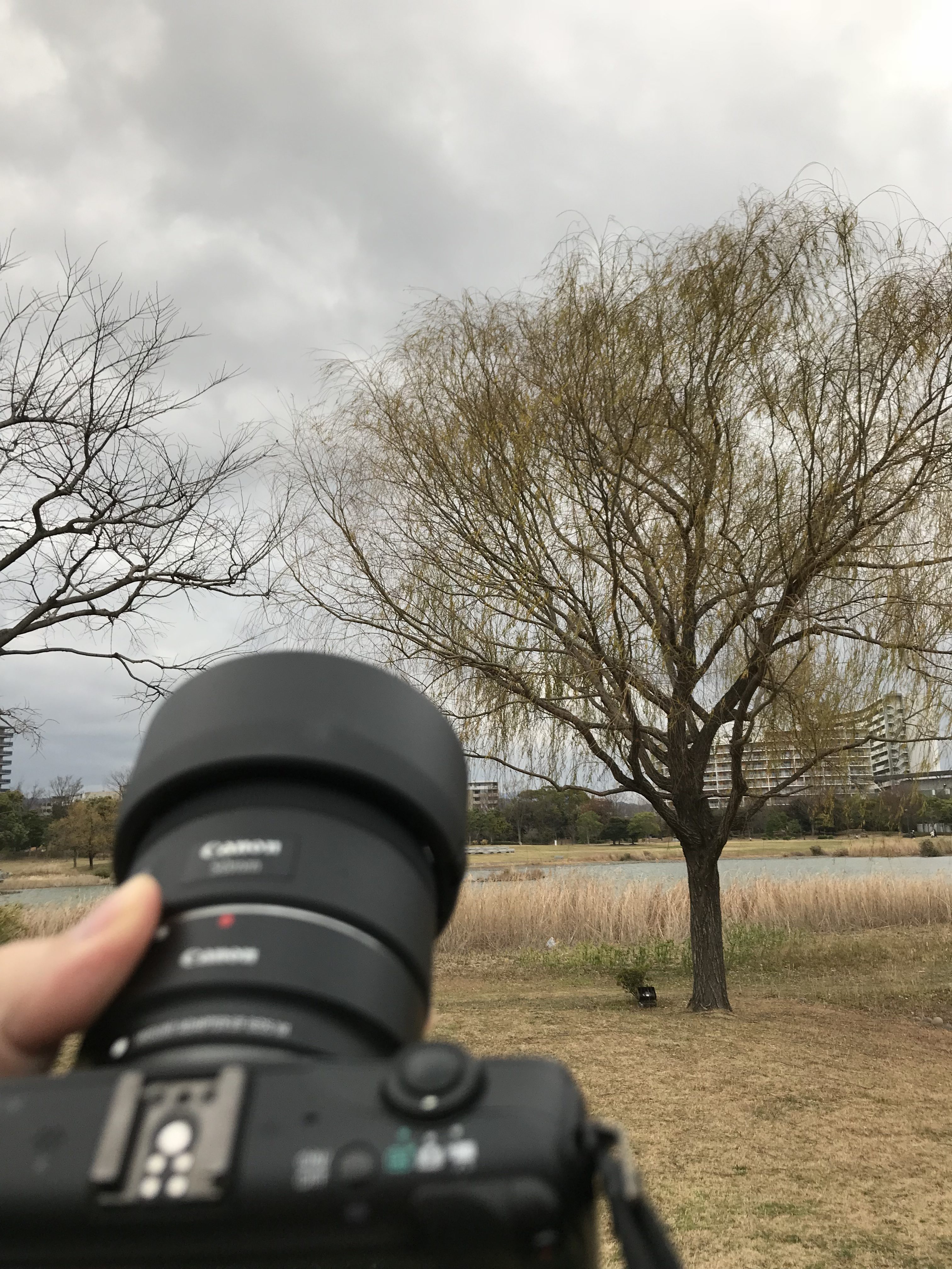 初級編 曇りの日は思いきってisoを上げてみよう 実は相性バツグン 曇天 お花撮影 カメラ女子必見 お花の撮り方